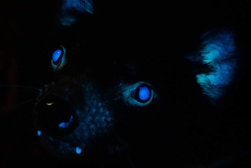 The eyes, ears, teeth and nose of a Tasmanian devil glowing blue in the dark.