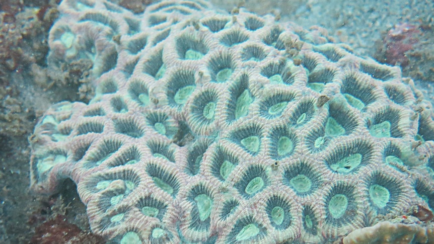 Magnetic Island's brightly coloured coral is being 'smothered' by brown seaweed.