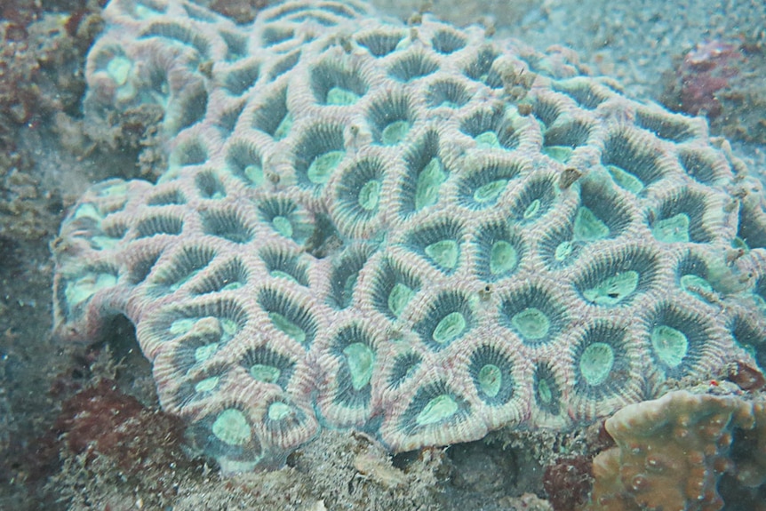 Magnetic Island's brightly coloured coral is being 'smothered' by brown seaweed.