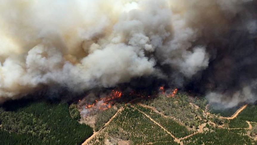 Aerial shot of a fire front burning through bushland and a pine plantation with a smoke cloud ballooning above.