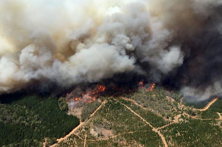 Aerial shot of a fire front burning through bushland and a pine plantation with a smoke cloud ballooning above.