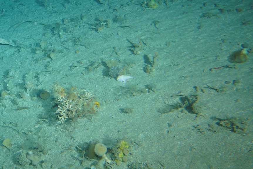 A small, white handfish walking on the seafloor.