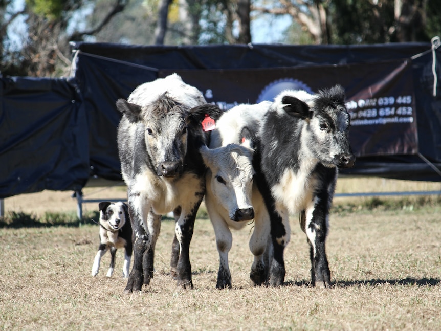 A black and white dog rounds up three black and white Speckle Park cattle.