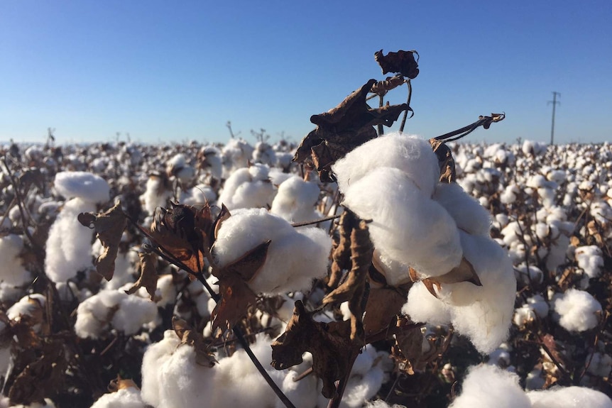 Close up of fluffy cotton in a field.