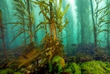 Fish are seen swimming through a giant kelp forest underwater.