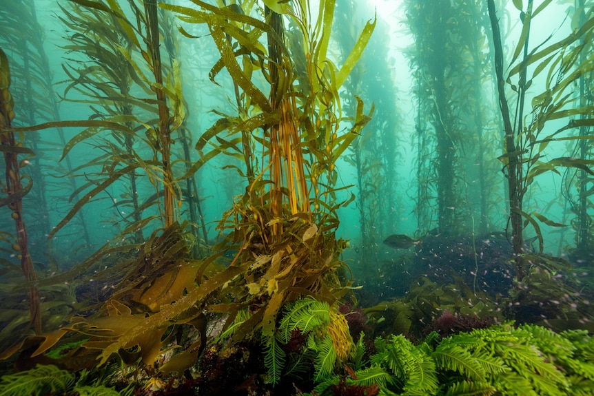 Fish are seen swimming through a giant kelp forest underwater.