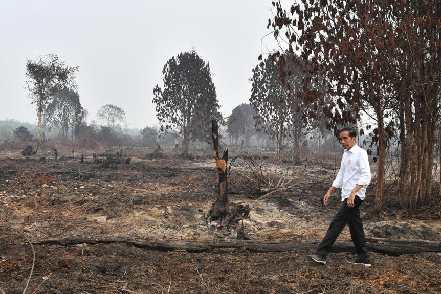 Presiden Jokowi mengunjungi lokasi kebakaran hutan di Desa Merbau, Kecamatan Bunut, Kabupaten Pelalawan.