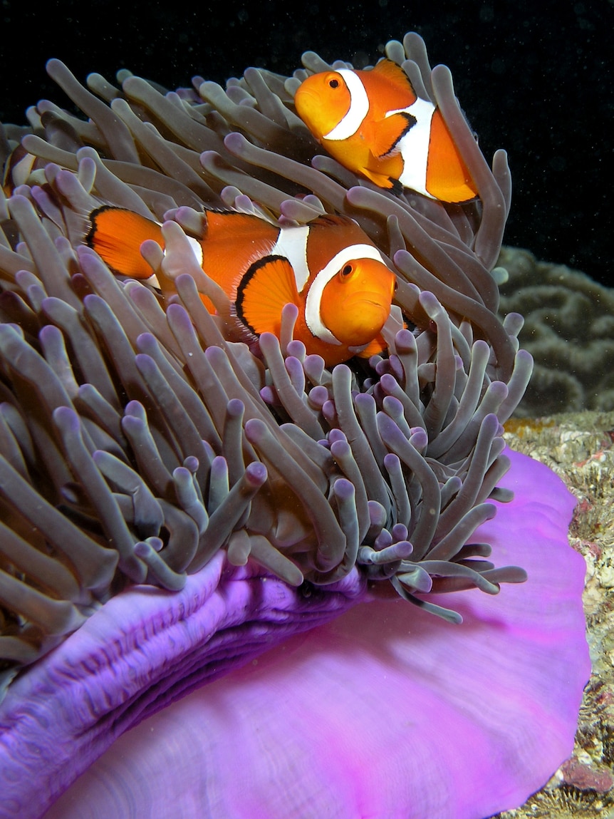 Clownfish in magnificent sea anemone, Heteractis magnifica