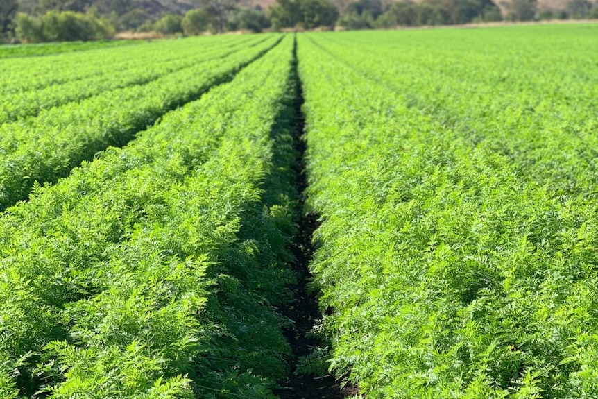 Rows of carrots planted in a field with mountains in the background.