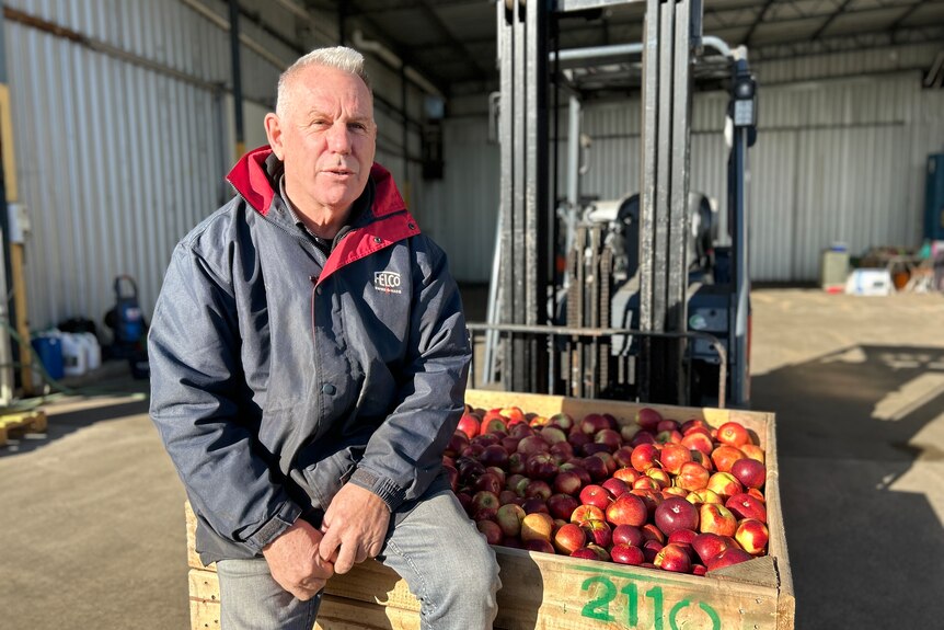 A man sits on a pallet of apples.