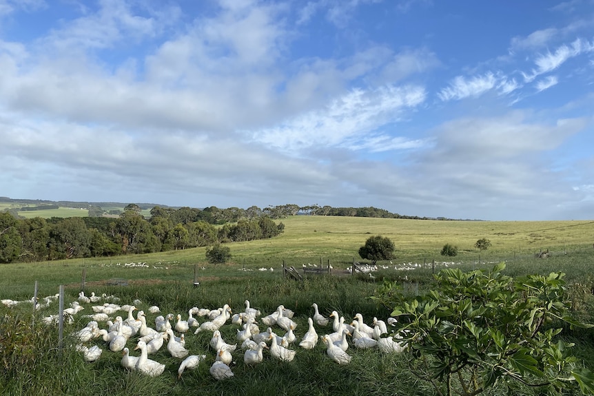 Dozens of white ducks in a green field