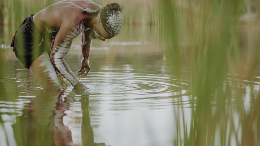 An Aboriginal man in traditional bodypaint kneels in the waters of a spring with reeds in the foreground.