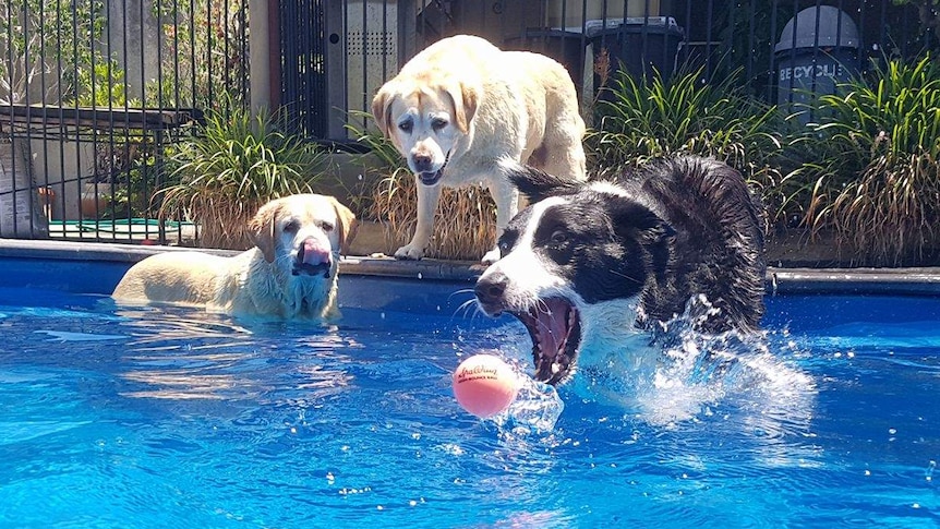 Three dogs enjoy a swim in the pool