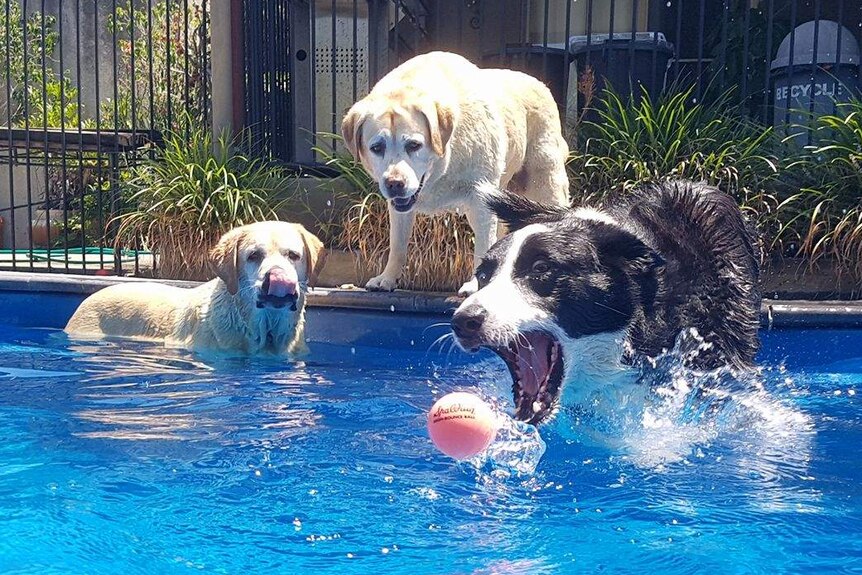 Three dogs enjoy a swim in the pool