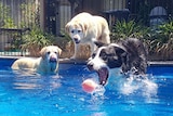 Three dogs enjoy a swim in the pool