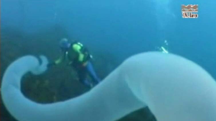 Rare sea creature, pyrosome, was filmed off  Tasmania by local divers.