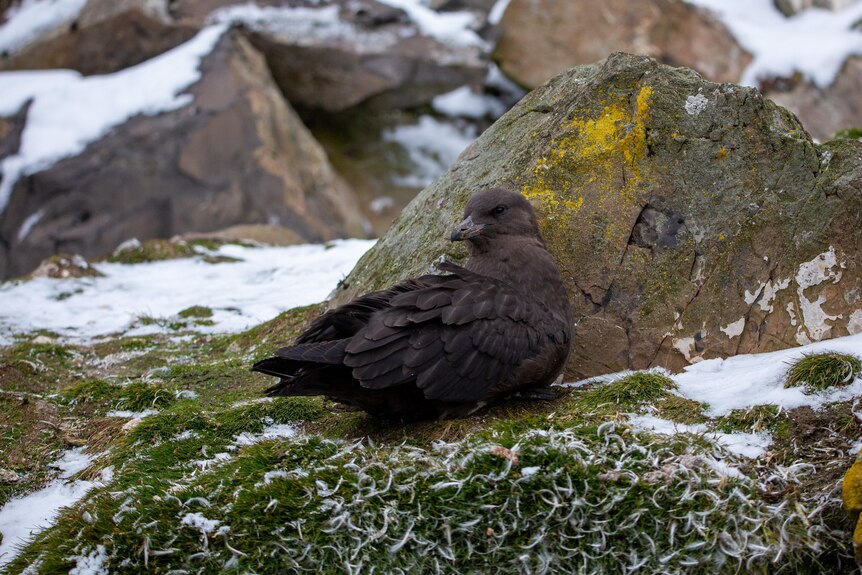 A skua sitting on a rock covered in moss and ice.