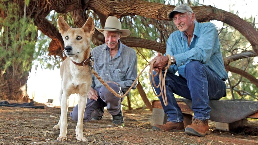 Murray and Ray Kennedy sit with their pet dingo Baby