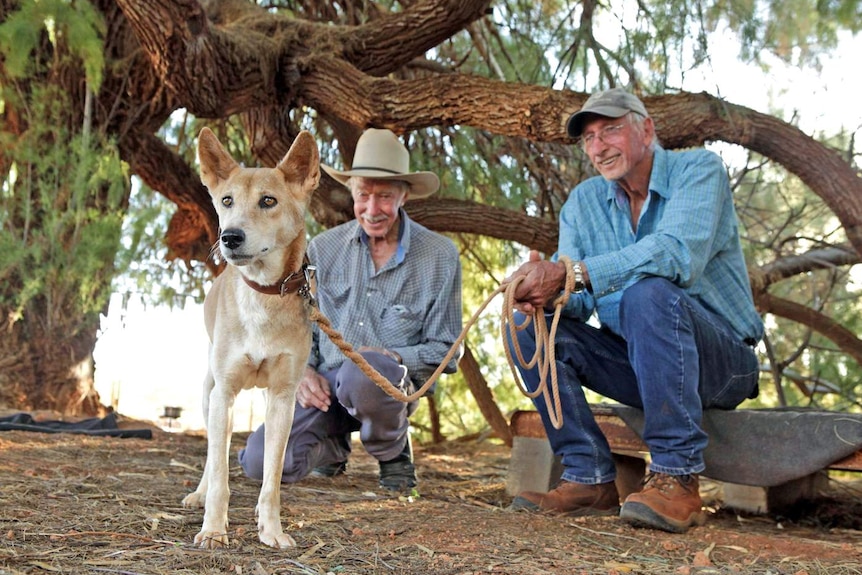 Murray and Ray Kennedy sit with their pet dingo Baby