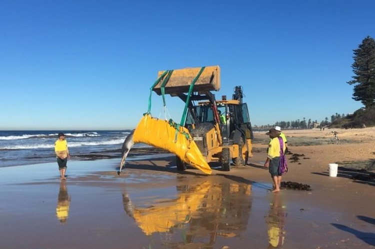 An excavator lifts a whale