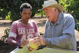 Farmer, Ian Quinn is explaining something about mangoes to a Timorese seasonal worker as they stand near the bin of fruit.