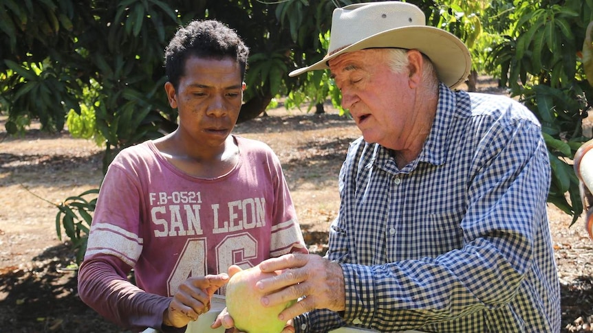 Farmer, Ian Quinn is explaining something about mangoes to a Timorese seasonal worker as they stand near the bin of fruit.