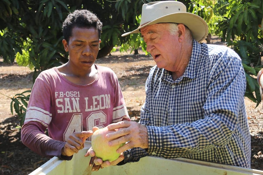 Farmer, Ian Quinn is explaining something about mangoes to a Timorese seasonal worker as they stand near the bin of fruit.