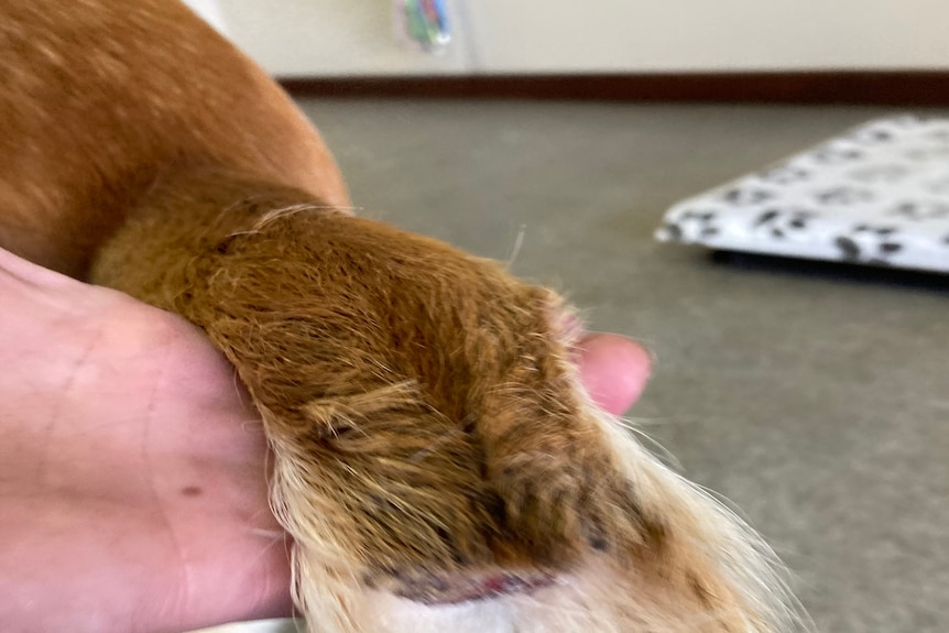 A dog's tail that has been partially amputated.