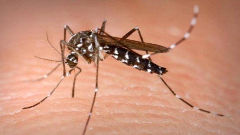 A mosquito sits on a personâs skin