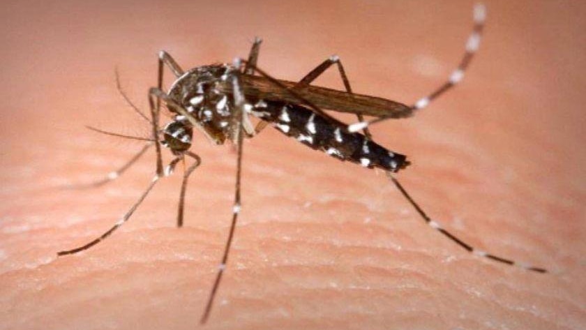 A black stripey mosquito bites human skin.