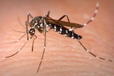 A black mosquito with white stripes on its legs bites human skin.