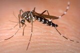 A mosquito sits on a person’s skin