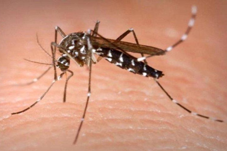 Mosquito biting human skin.