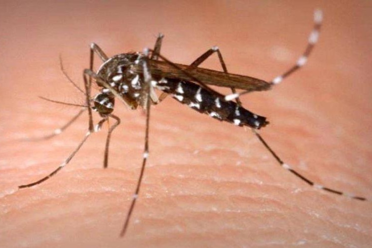 A close-up of a mosquito biting human skin.