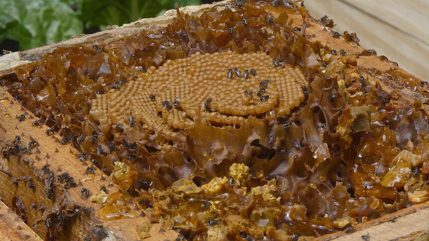 A look inside a native Australian bee hive.