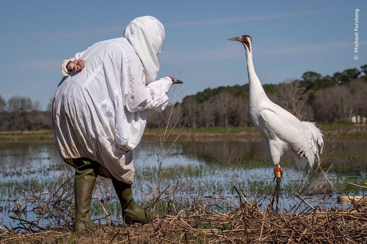 A biologist disguised in a white coat approaches an endangered whooping crane