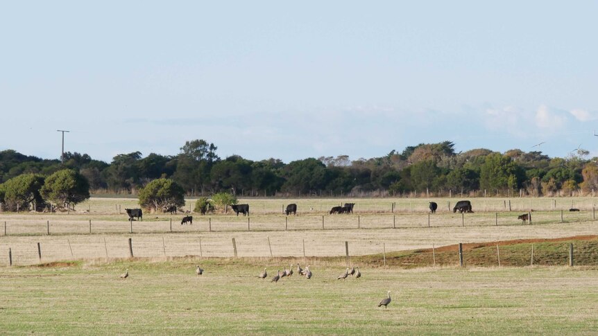 Geese in paddock near cows
