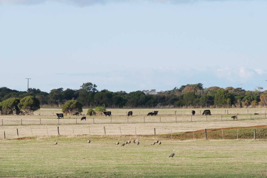 Geese in paddock near cows