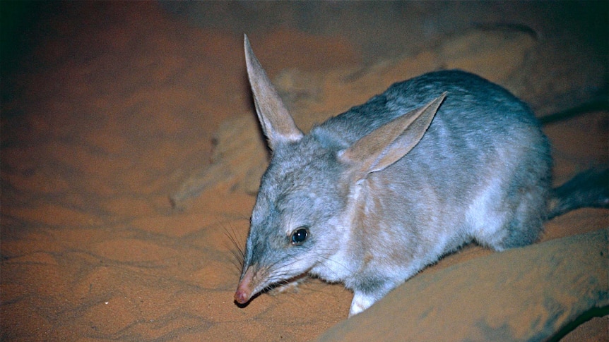 Queensland's Greater Bilby