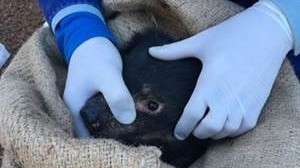A Tasmanian Devil being monitored as part of the Save the Tasmanian Devil Program
