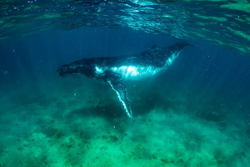 A humpback whale underwater