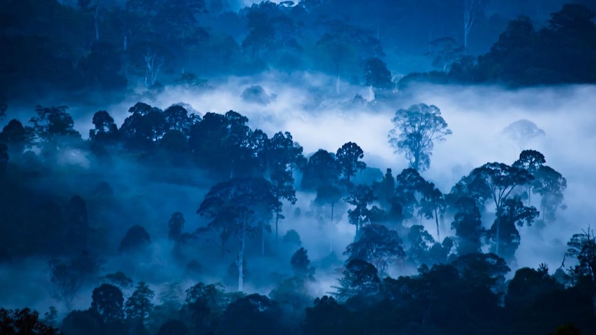 Danum Valley in Borneo at dawn