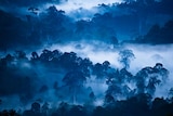 Danum Valley in Borneo at dawn