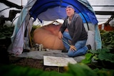 A man kneels inside a tent housing a giant pumpkin