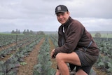 Young male farmer kneeling amongst his crop of vegetables.