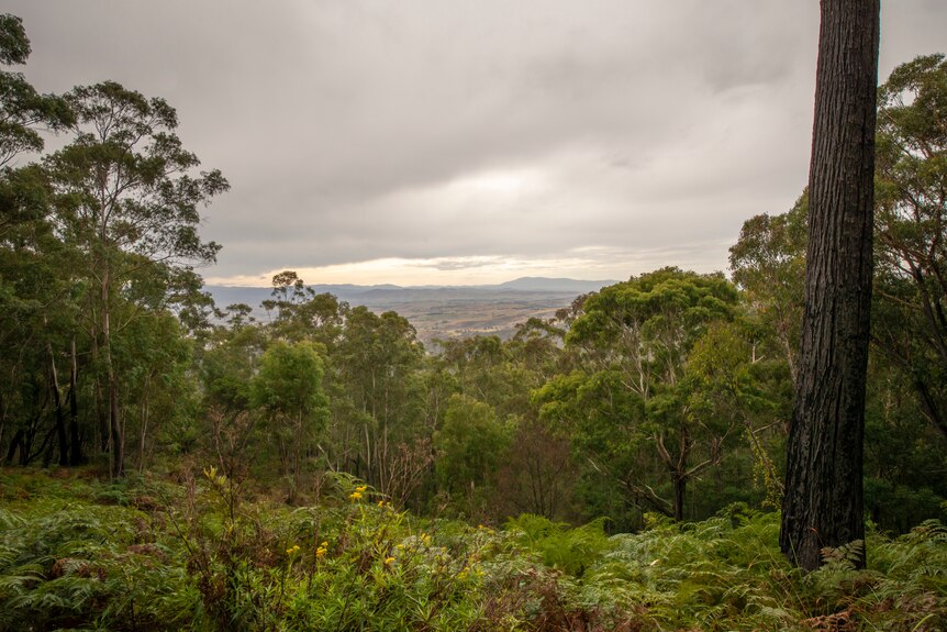 A bushland lookout surrounded by greenery, a blackened tree in the foreground, a cloudy sky and a distant horizon.