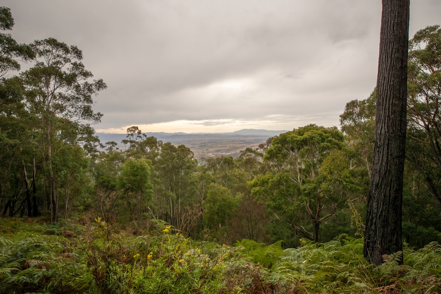 A bush lookout surrounded by greenery, a blackened tree in the foreground, a cloudy sky and a distant horizon.