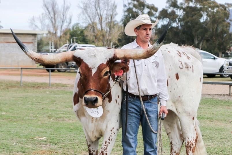 Texas Longhorn steer being led with a lead by his owner