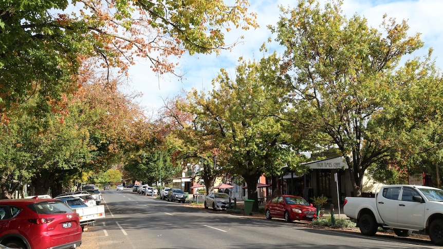 A regional town's main street lined by oak trees