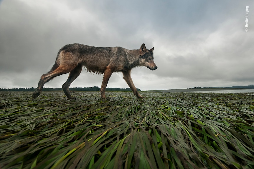 A grey wolf walking across the shoreline with grey clouds in the sky